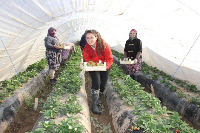 Çilek Değil ’Altın’ Yetiştiriyorlar