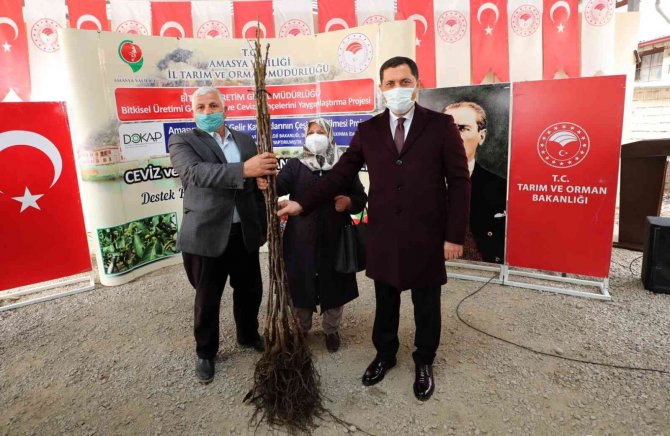 Amasya Çiftçisine 40 Binden Fazla Ceviz Ve Kuşburnu Fidanı Desteği
