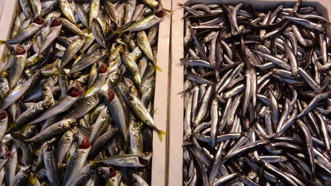 Balık Av Sezonunun Yarısına Gelindiğinde Hamsi Kayıplara Karıştı