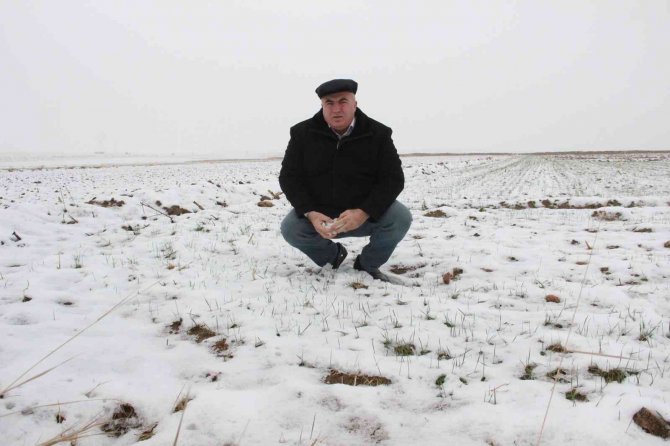 Karaman’da Son Yağışlar Çiftçiyi Sevindirdi