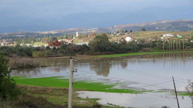 Manavgat’ta Su Basan Ekili Arazileri Su Kuşları İstila Etti