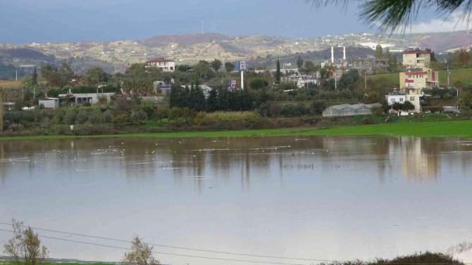 Manavgat’ta Su Basan Ekili Arazileri Su Kuşları İstila Etti