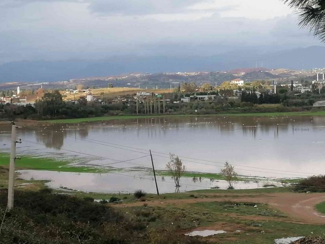 Manavgat’ta Su Basan Ekili Arazileri Su Kuşları İstila Etti