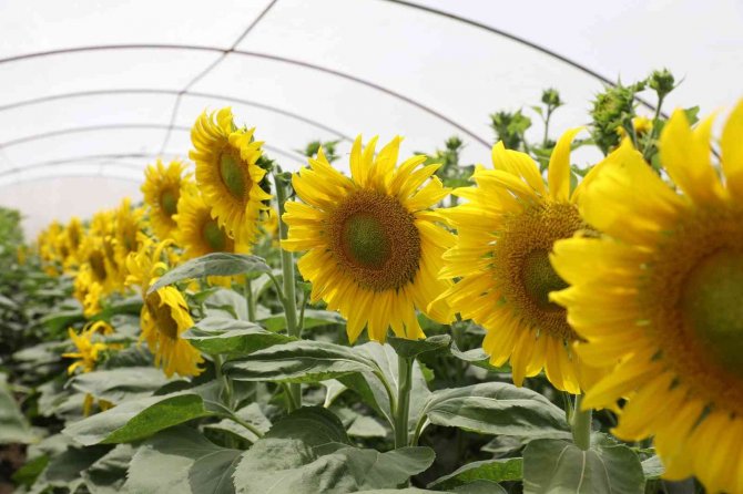 En Başarılı İhracatçı Ödülü May Tohum’un