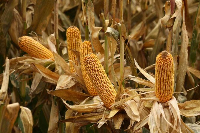 En Başarılı İhracatçı Ödülü May Tohum’un