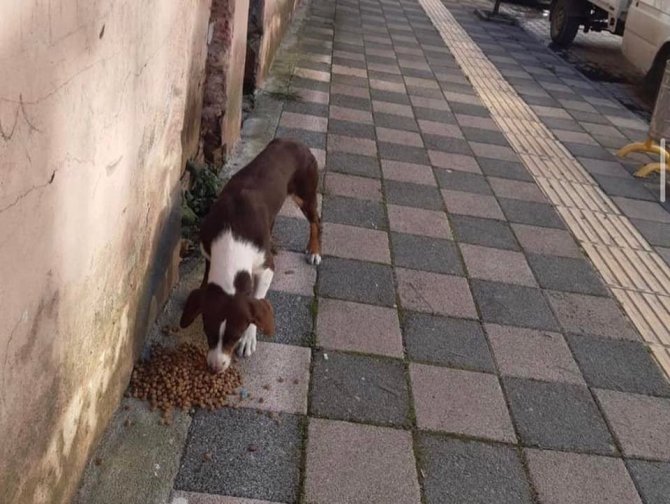 Sinop’ta Sokak Hayvanlarına Mama