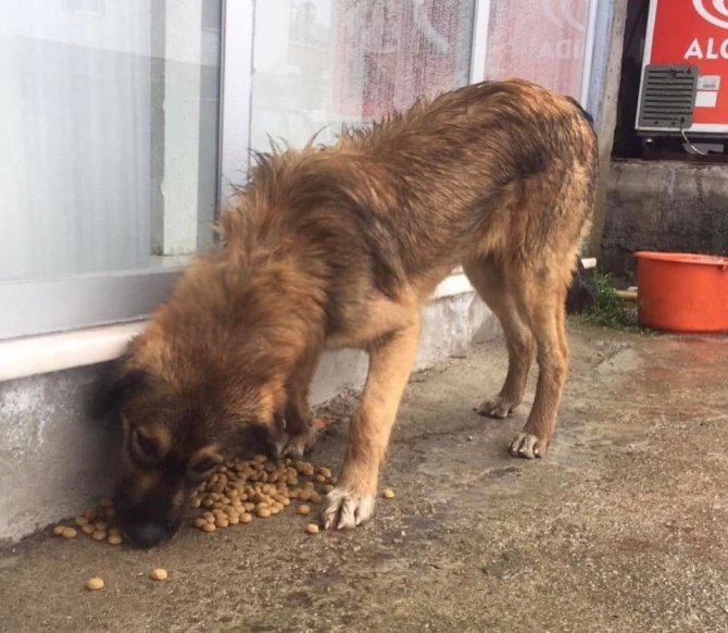 Sinop’ta Sokak Hayvanlarına Mama