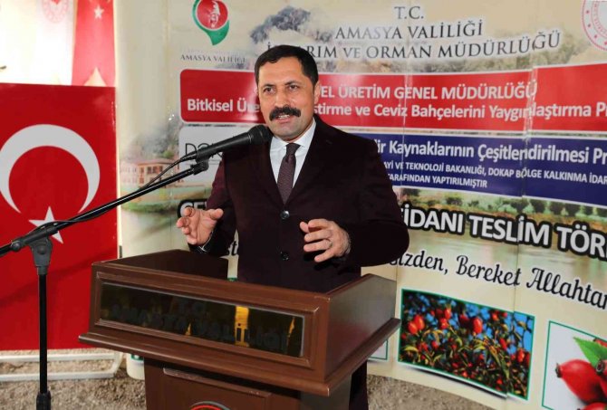 Amasya Çiftçisine 40 Binden Fazla Ceviz Ve Kuşburnu Fidanı Desteği