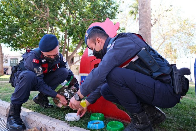 Sokak Kedileri Jandarma Korumasında
