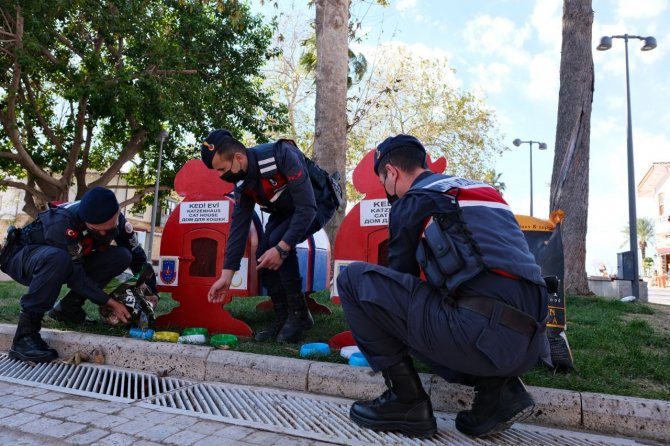 Sokak Kedileri Jandarma Korumasında