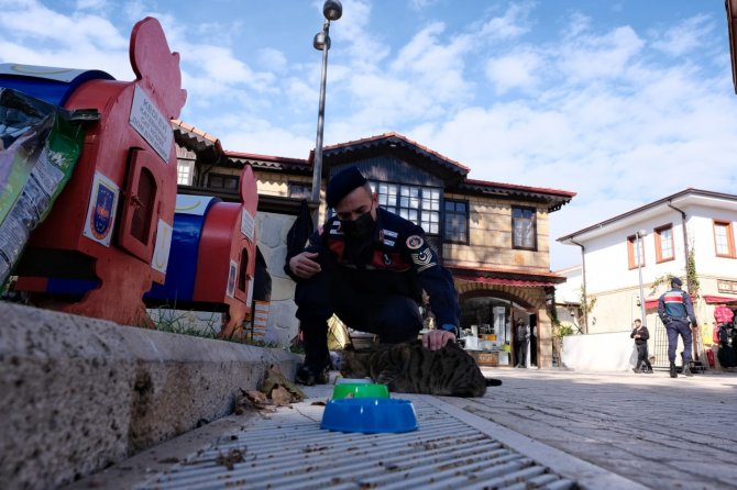 Sokak Kedileri Jandarma Korumasında