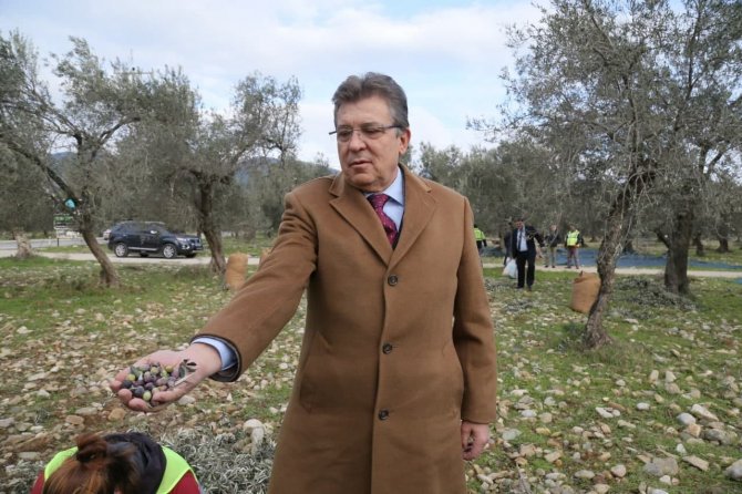 Edremit Belediyesi Zeytinleri Hasat Ediliyor