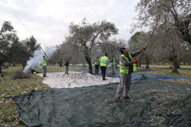 Edremit Belediyesi Zeytinleri Hasat Ediliyor