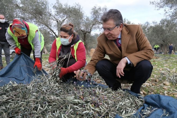 Edremit Belediyesi Zeytinleri Hasat Ediliyor