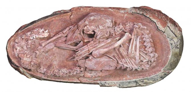 Çin’de 66 Milyon Yıl Öncesine Ait Dinozor Embriyosu Bulundu