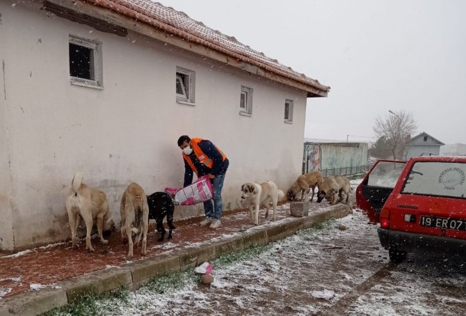 Sungurlu’da Sokak Hayvanları Unutulmadı