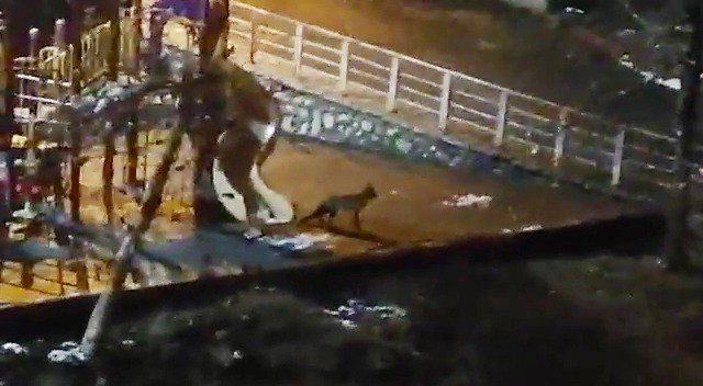 Yaralı Ve Aç Tilki Parkta Yiyecek Aradı