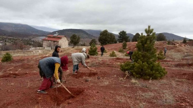 Beyşehir, Hüyük Ve Derebucak’ta Gelir Getirici Fidan Dikimi Gerçekleştirildi