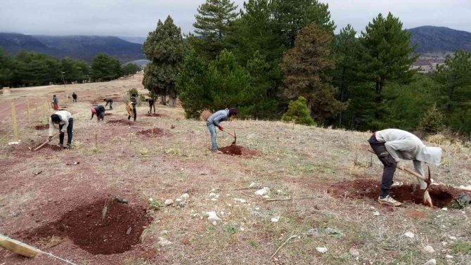 Beyşehir, Hüyük Ve Derebucak’ta Gelir Getirici Fidan Dikimi Gerçekleştirildi