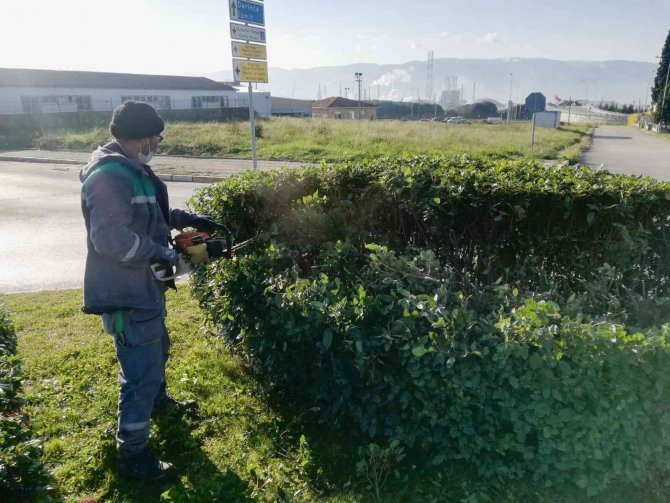 Körfez’de Ağaçlara Kış Bakımı Yapılıyor