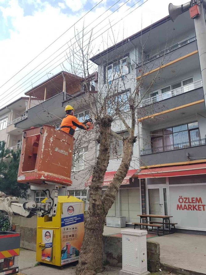 Körfez’de Ağaçlara Kış Bakımı Yapılıyor