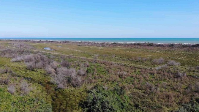 Kızılırmak Deltası’nda Yanan Alan Kendini Yeniliyor