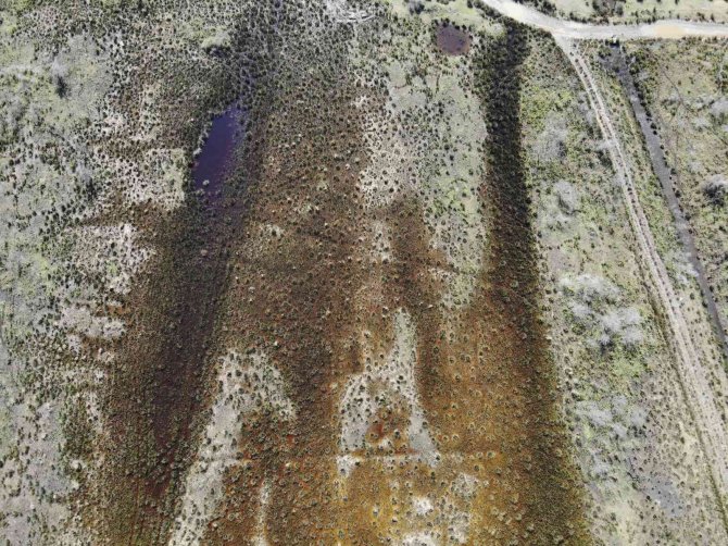 Kızılırmak Deltası’nda Yanan Alan Kendini Yeniliyor