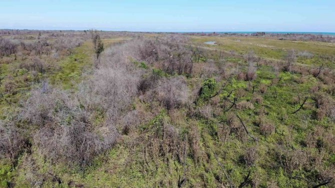 Kızılırmak Deltası’nda Yanan Alan Kendini Yeniliyor