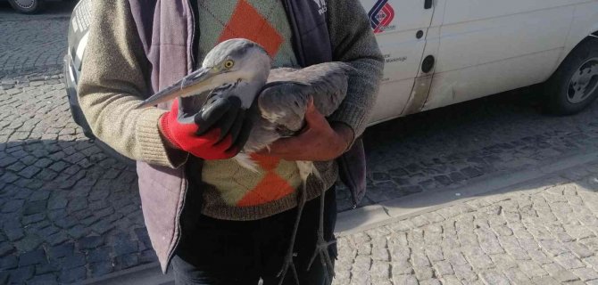 Yaralı Kuşa Belediye Ekipleri Sahip Çıktı