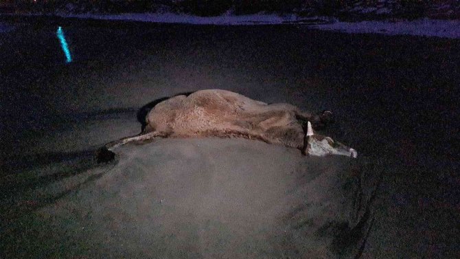Zonguldak’ta Sahile Vuran Ölü İnek Şaşkına Çevirdi
