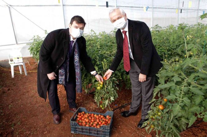 Ürüne Özgü Sera Plastiği Çalışmalarında İlk Hasat Heyecanı