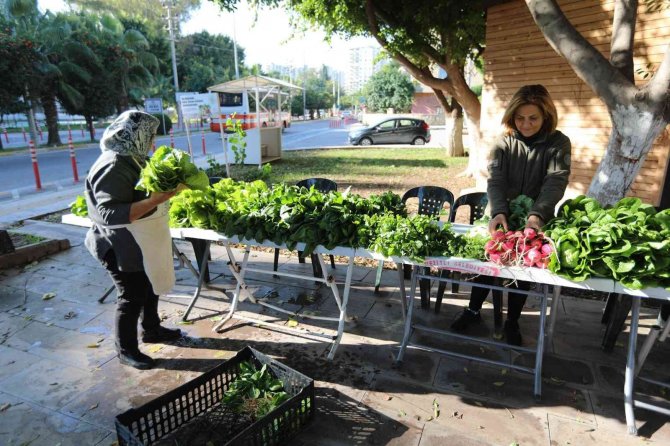 Profesör De İş İnsanı Da Doktor Da Pazarda Sebze Satıyor