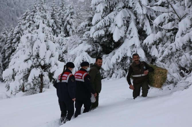 Artvin’de Yaban Hayatı İçin Doğaya Yem Bırakıldı