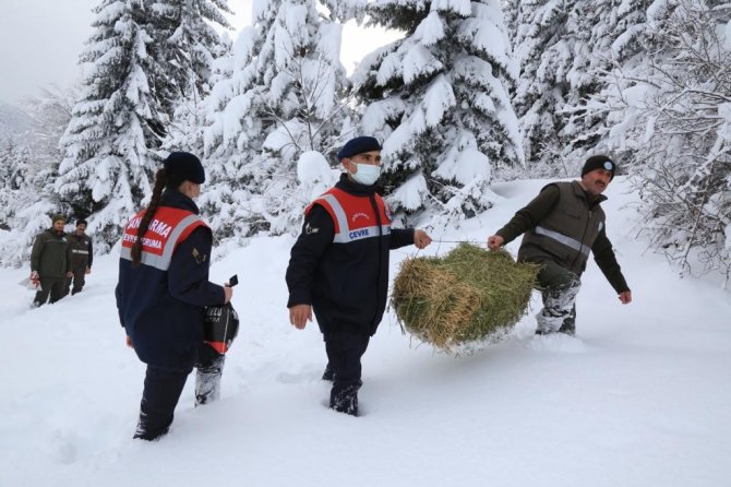Artvin’de Yaban Hayatı İçin Doğaya Yem Bırakıldı