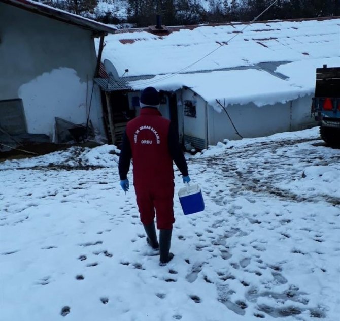 Ordu’da 471 Bin Hayvan Aşılandı