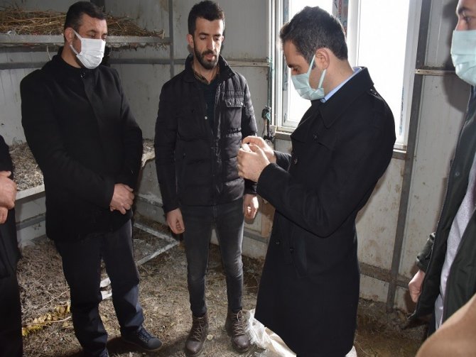 Batman’da İpek Böceği Yetiştiricilerine Dut Fidanı Desteği Verildi