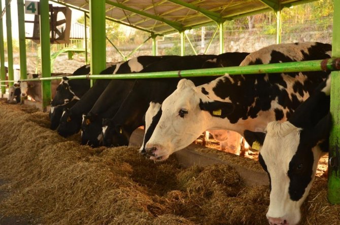 Sütte Fiyat Artışının Sebebi Besiciler Değil