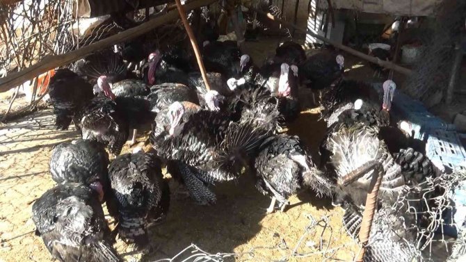 Yılbaşı Öncesi Hindiler De Stokçulardan Nasibini Aldı