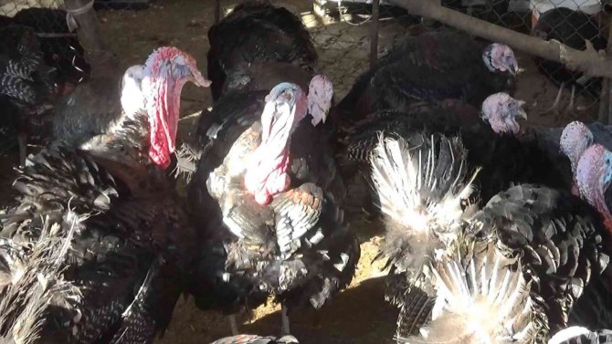 Yılbaşı Öncesi Hindiler De Stokçulardan Nasibini Aldı