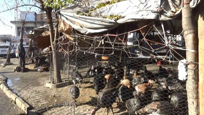 Yılbaşı Öncesi Hindiler De Stokçulardan Nasibini Aldı