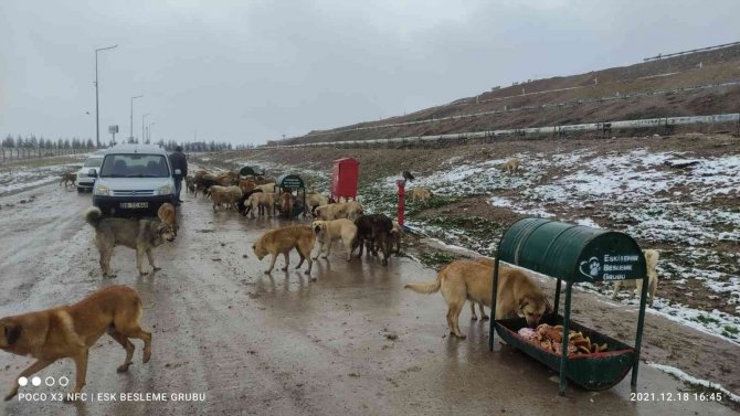 Sokakta Yaşayan Canlıları Yalnız Bırakmadılar
