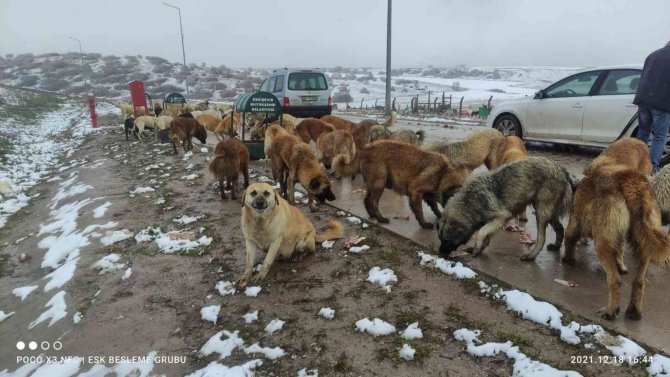 Sokakta Yaşayan Canlıları Yalnız Bırakmadılar