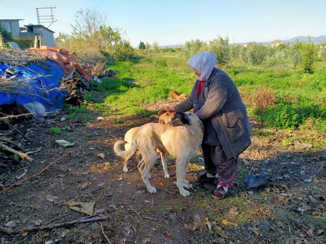 Sokak Hayvanlarının Fadimeana’sı