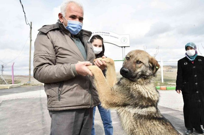 Mamak’ta Bir Yıl Boyunca 12 Bini Aşkın Hayvan Aşılandı