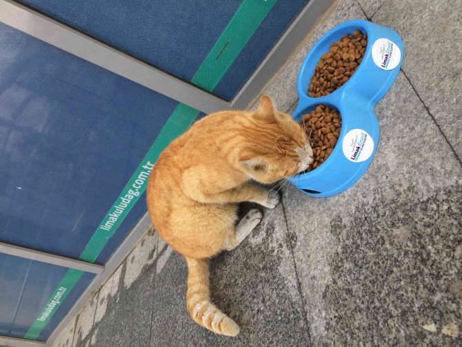 Limak, Sokak Hayvanlarını Kara Kışta Unutmadı