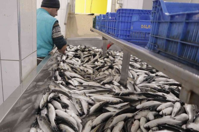 Yengeç Kabuğu Ve Balık Pulundan Jelatin Üretilecek