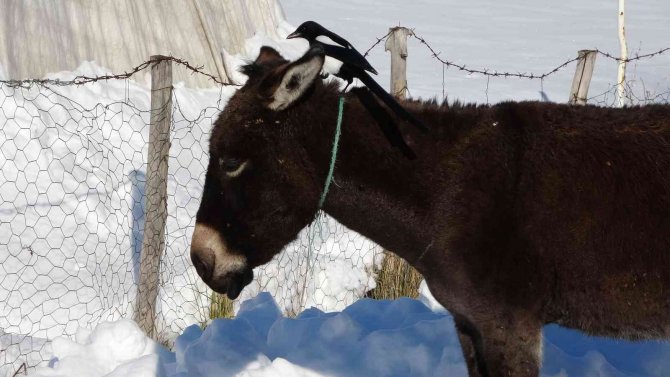 Karda Aç Kalan Saksağan, Eşeklerin Başına Bela Oldu