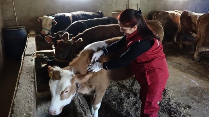 Ordu’da 471 Bin Hayvan Aşılandı