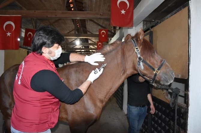 Ordu’da 471 Bin Hayvan Aşılandı