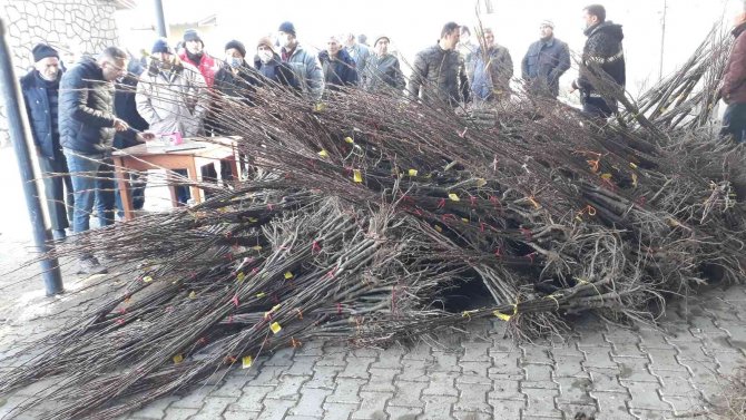 Kestane Üreticilerine 4 Bin Fidan